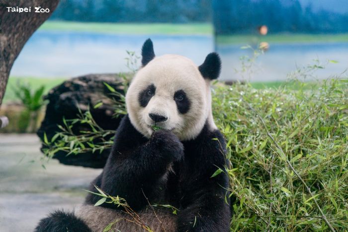 圓圓邁向銀齡生活！大貓熊年度健檢順利完成，園方啟動高齡照護升級計畫